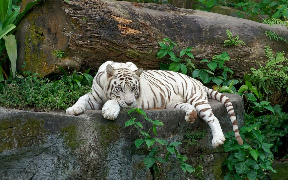 Singapore Zoo Family Day