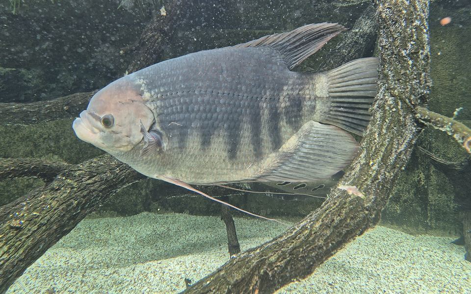 River Wonders Discovery